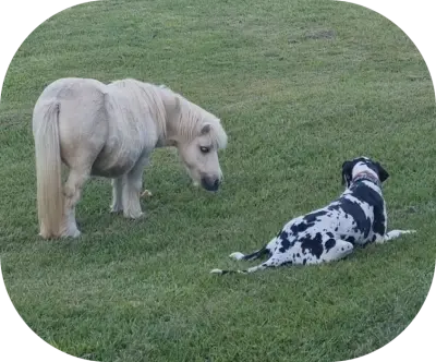 horse-and-dog-modified